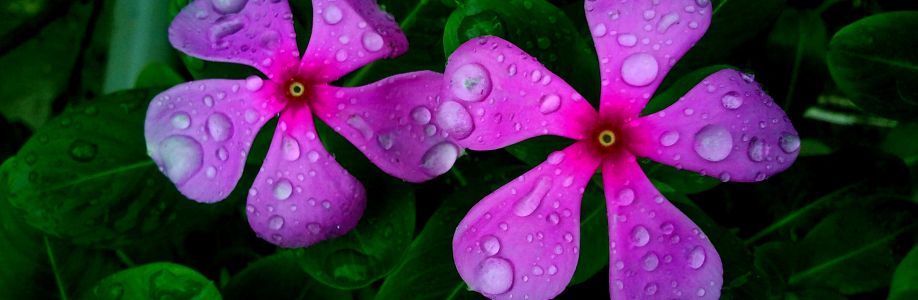 Nasim Akter Cover Image