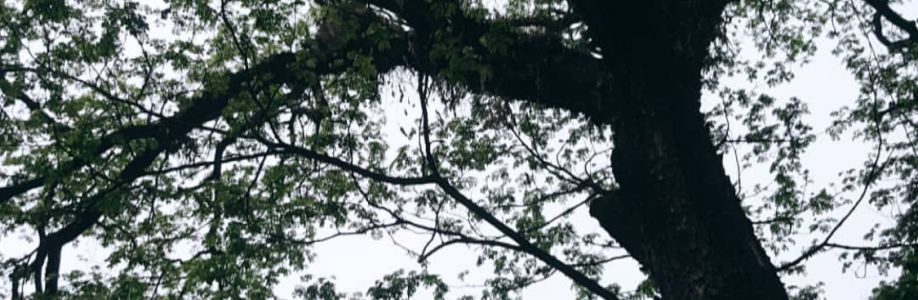 fahim hasan Cover Image