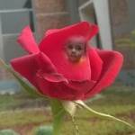 Nasir Uddin Profile Picture