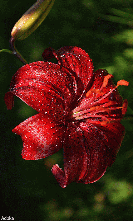 tasrip Profile Picture