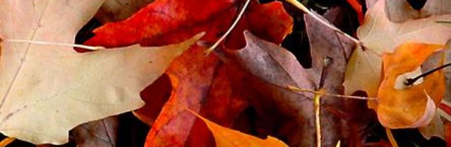 sazzath hasan Cover Image