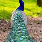 Abhijit Das Profile Picture