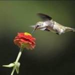 Jayed Hossain Profile Picture