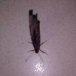 md goni Profile Picture