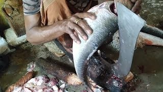 Amazing Big Fish Cutting Skills By Expert Butcher - Best Silver Carp Fish Fillet 2019
