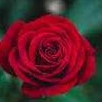 Eshan Chowdhury Profile Picture