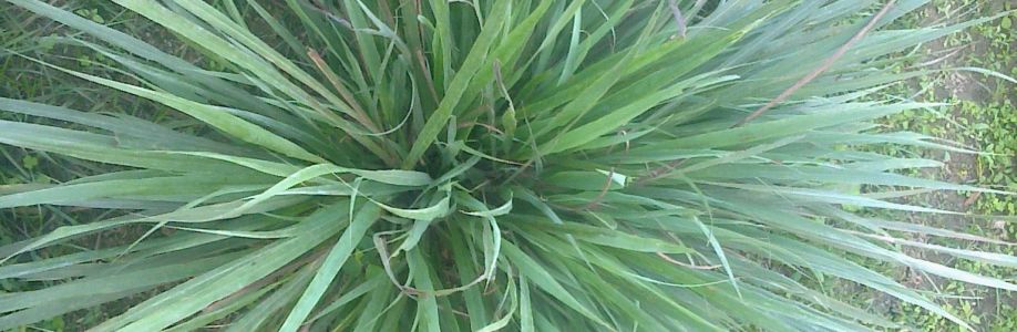 Boss sagor Cover Image