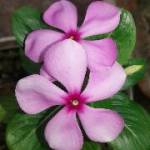 Rohitu Dhar Profile Picture