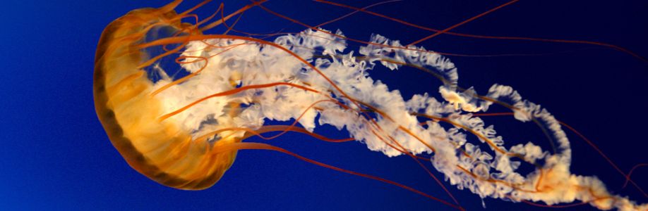 Shaon Islam Cover Image