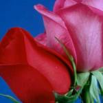 Abusufian Sujon Profile Picture