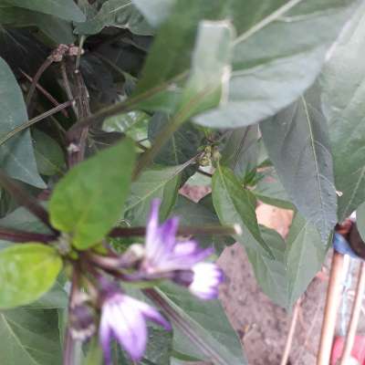 Taher84901 Profile Picture