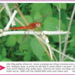 Nazmul Hasan Profile Picture