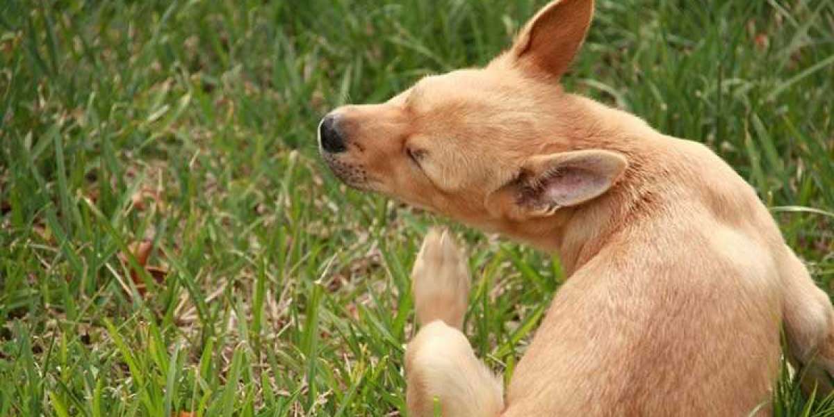What are the most common allergies for dogs?