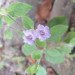 Shohan Islam Profile Picture