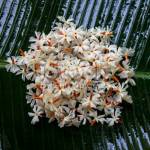 Ayesha Akter Suborna profile picture