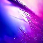 saidul islam Profile Picture