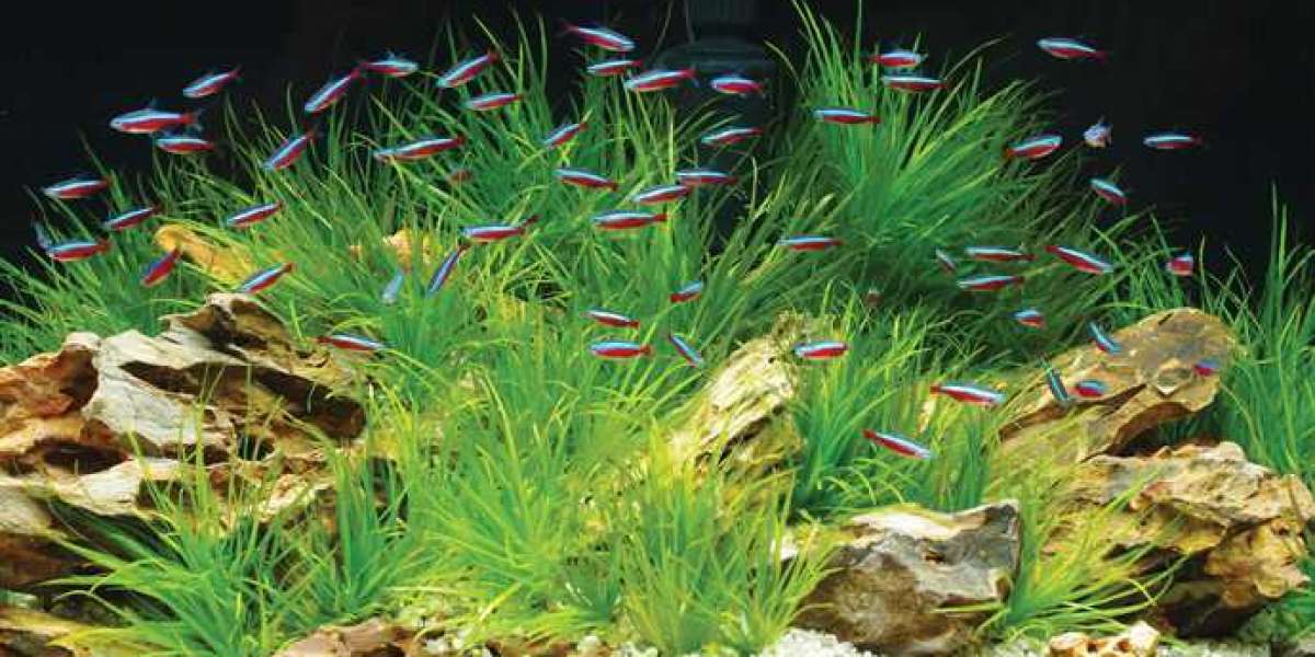 Fish,Aquarium and Aquatics plants