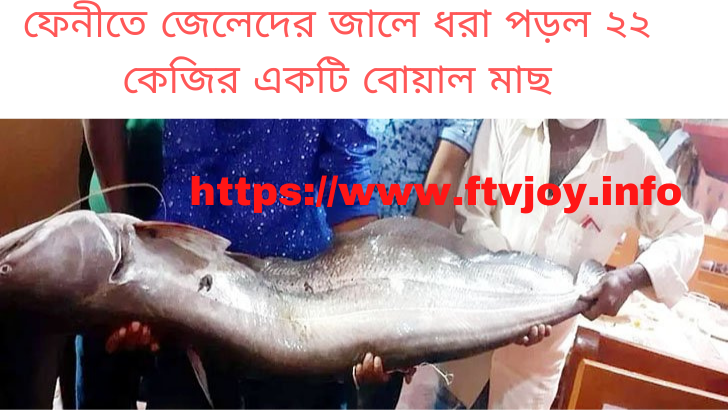 ফেনীতে জেলেদের জালে ধরা পড়ল ২২ কেজির একটি বোয়াল মাছ