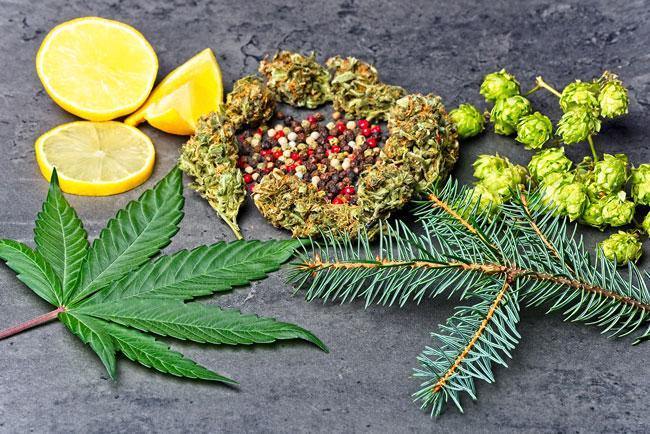 What are Terpenes and What Do They Do? Learn How CBD and Terpenes Work – High Falls Hemp NY