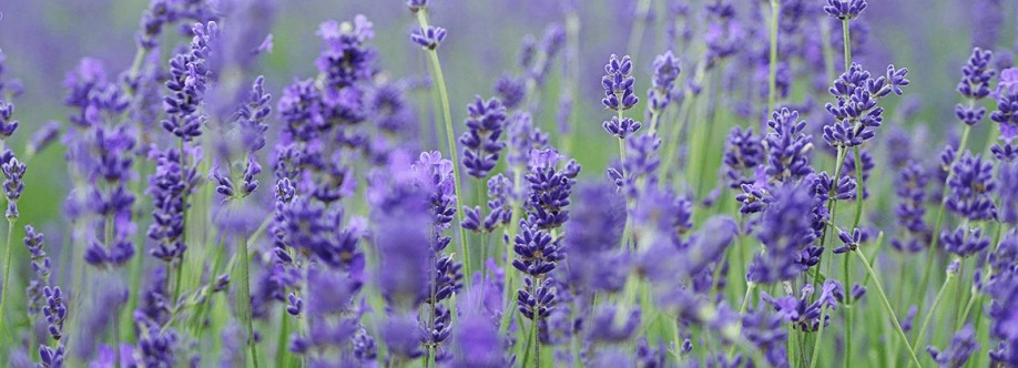Affordable Cremation and Funeral Service Cover Image