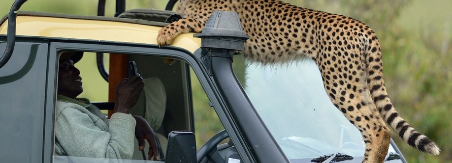 Cheetah Safaris Cover Image